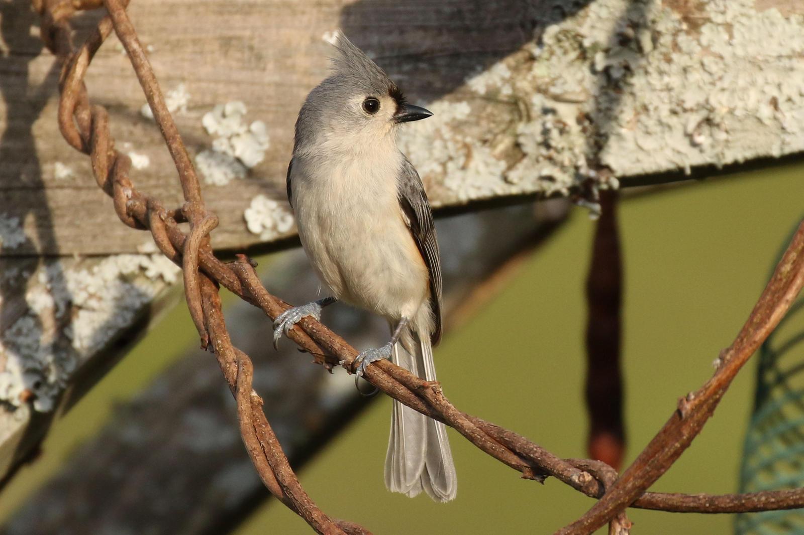 Tufted Titmouse Photo by Kristy Baker