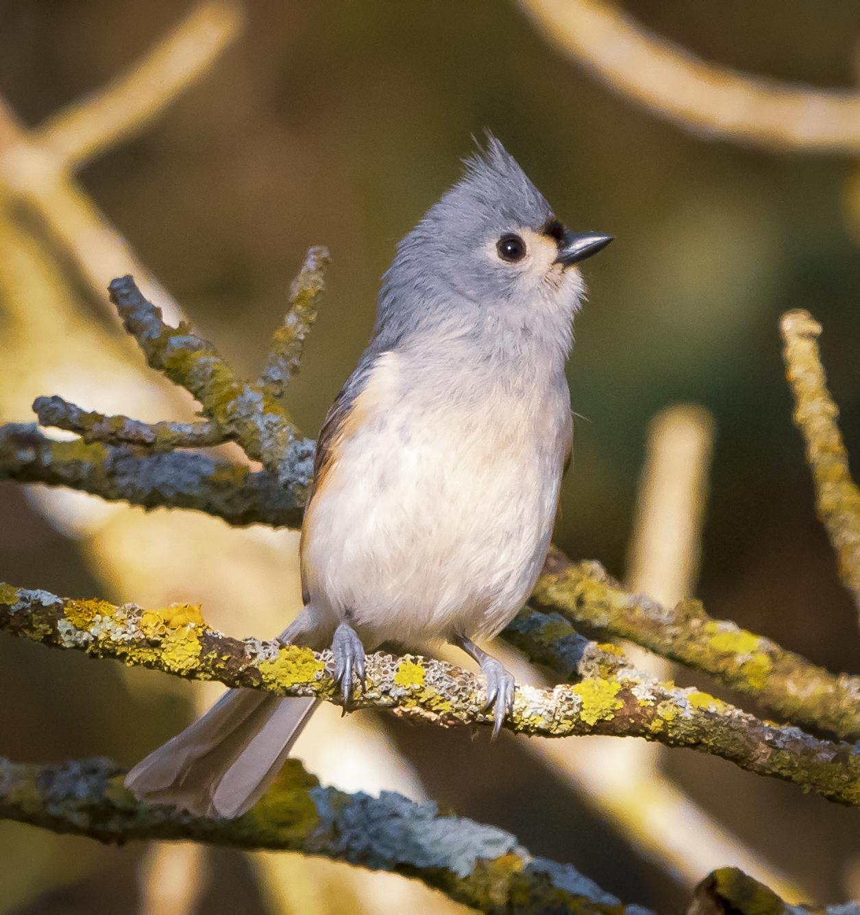 Tufted Titmouse Photo by Tom Gannon