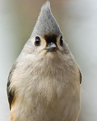Tufted Titmouse Photo by Pete Myers