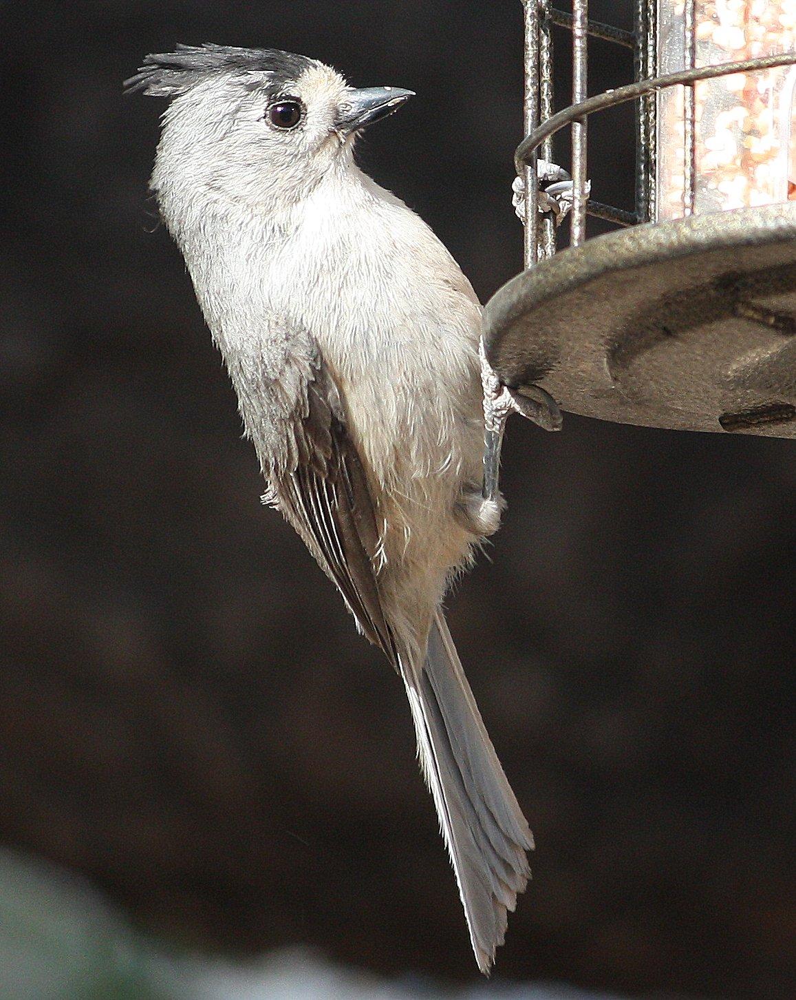Black-crested Titmouse Photo by Andrew Core