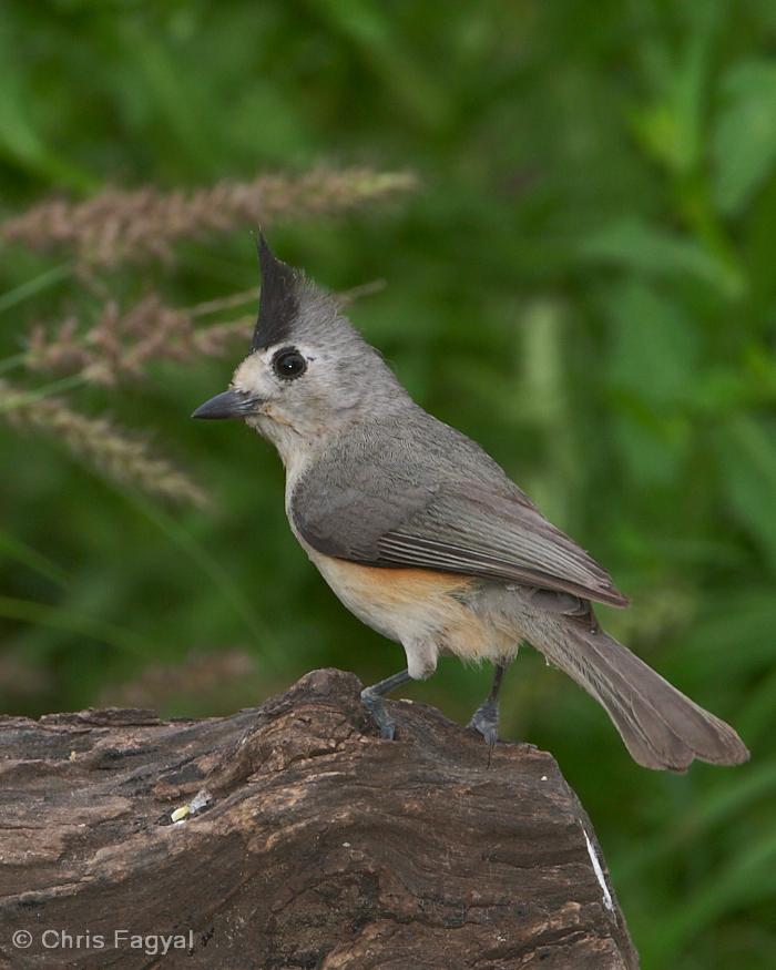 Black-crested Titmouse Photo by Chris Fagyal