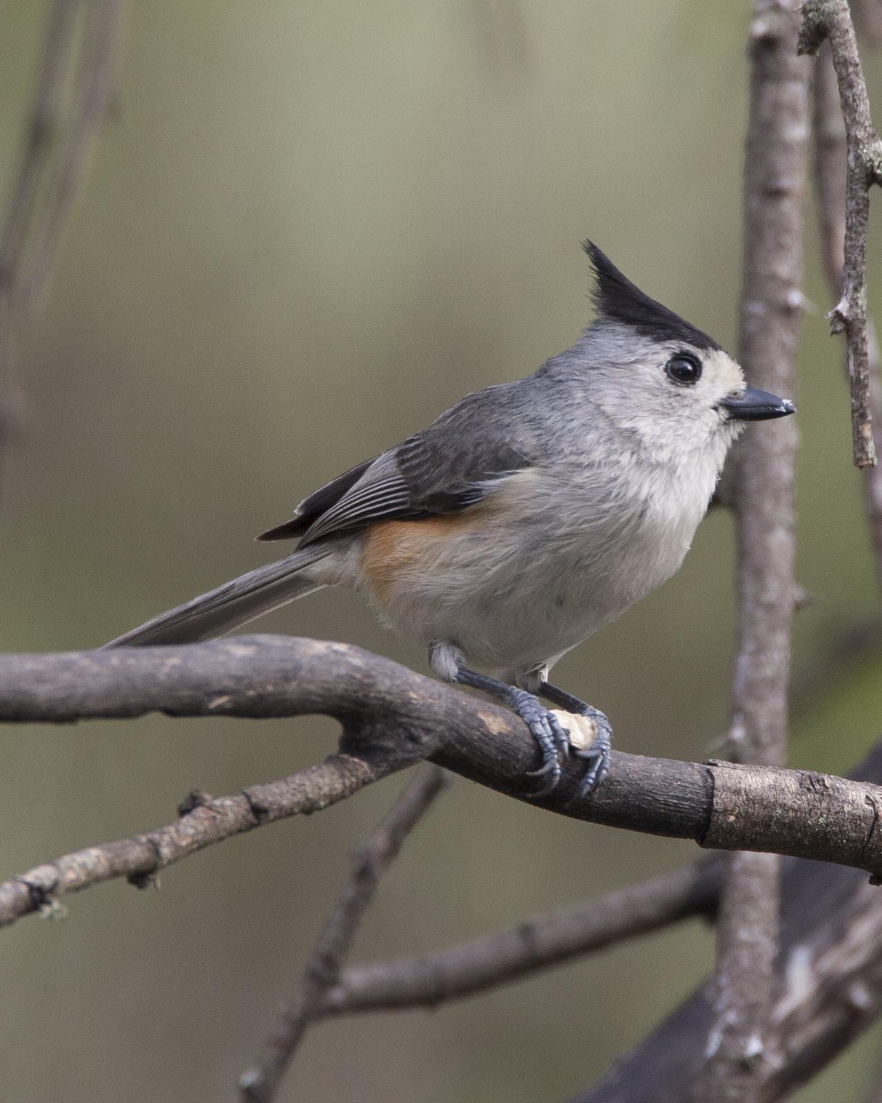 Black-crested Titmouse Photo by Jeff Moore