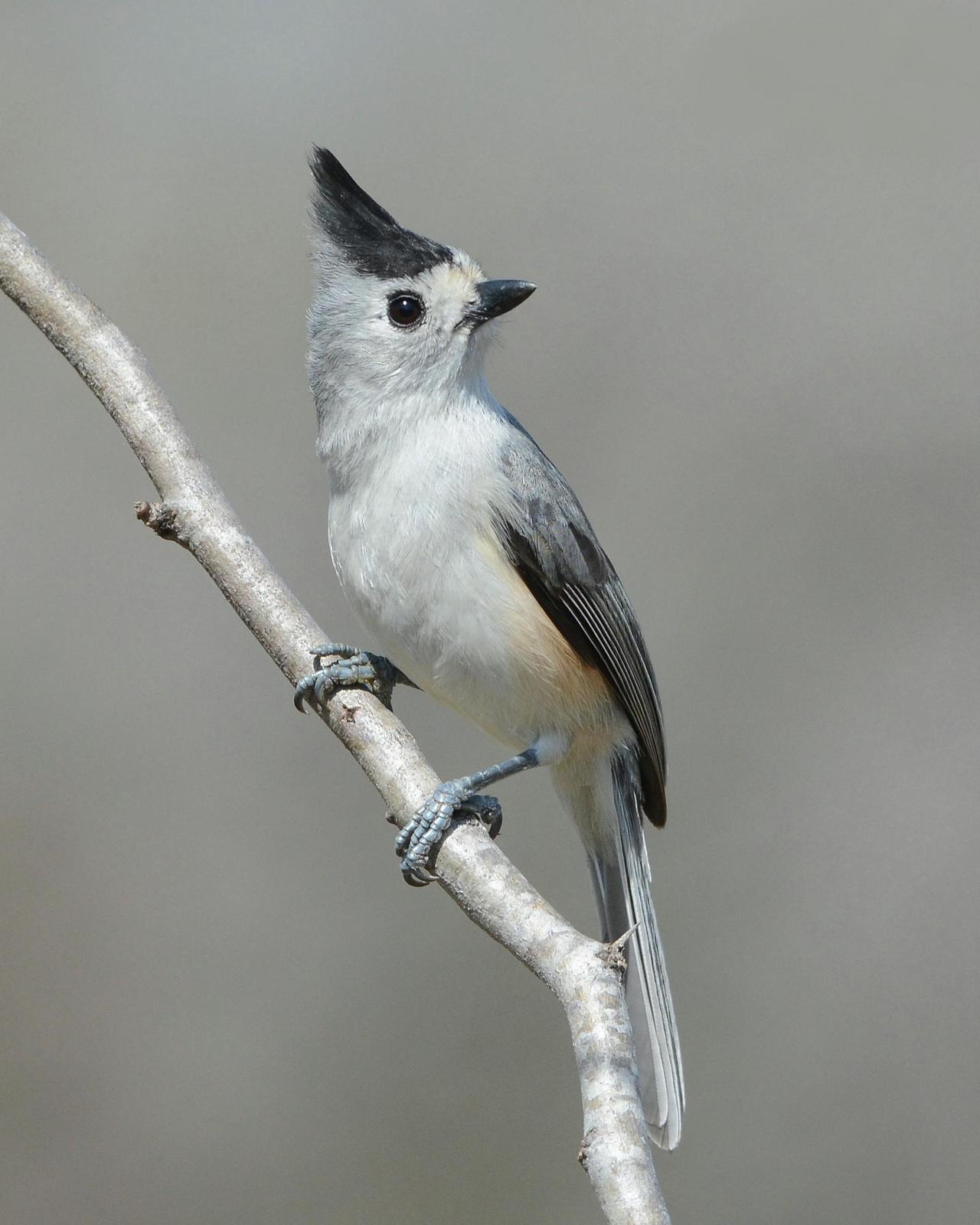 Black-crested Titmouse Photo by David Hollie