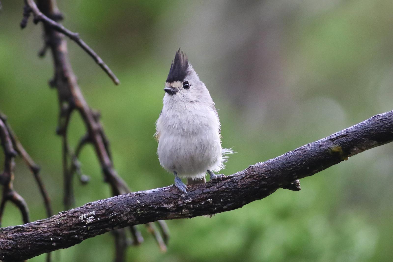 Black-crested Titmouse Photo by Tom Ford-Hutchinson