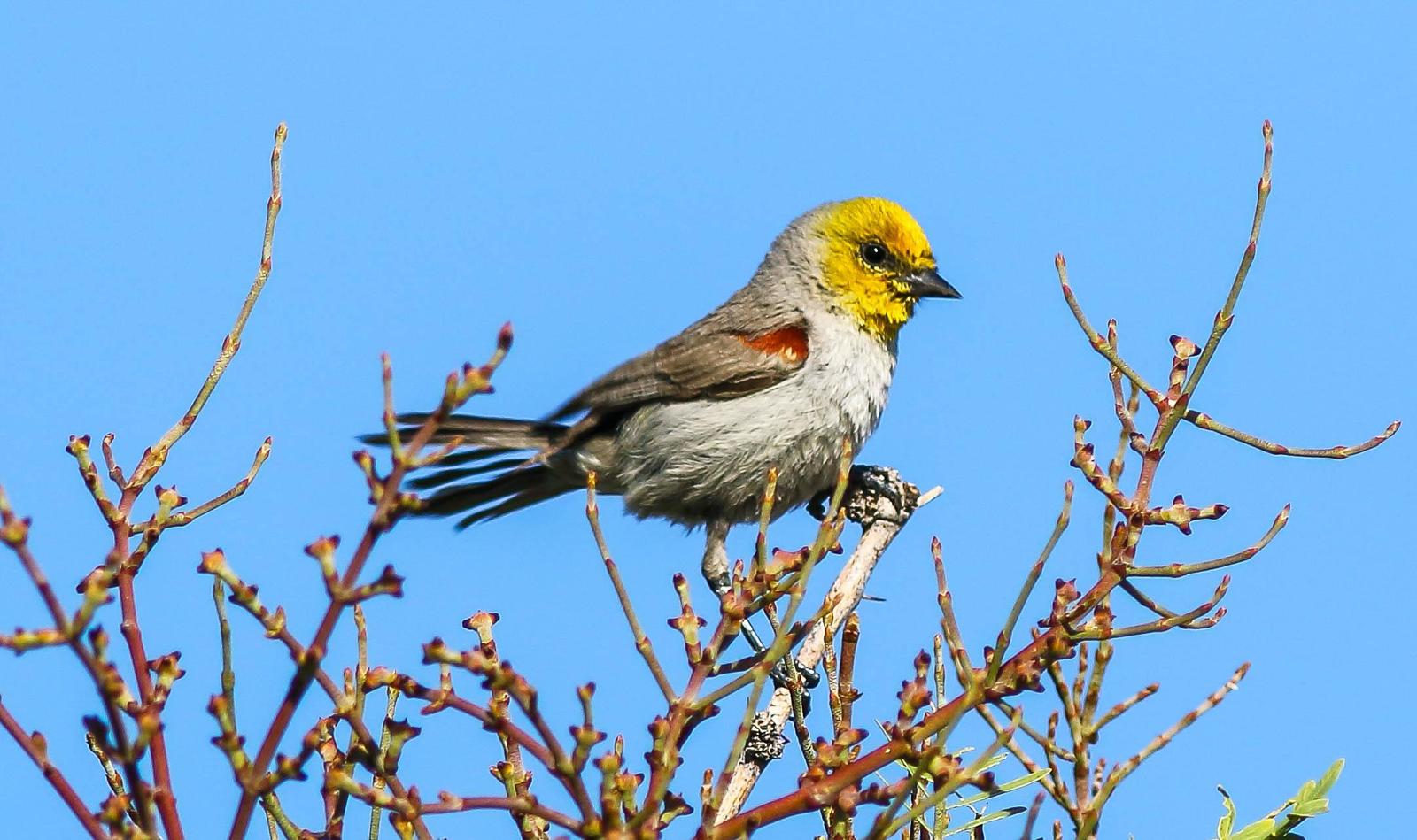 Verdin Photo by Terry Campbell