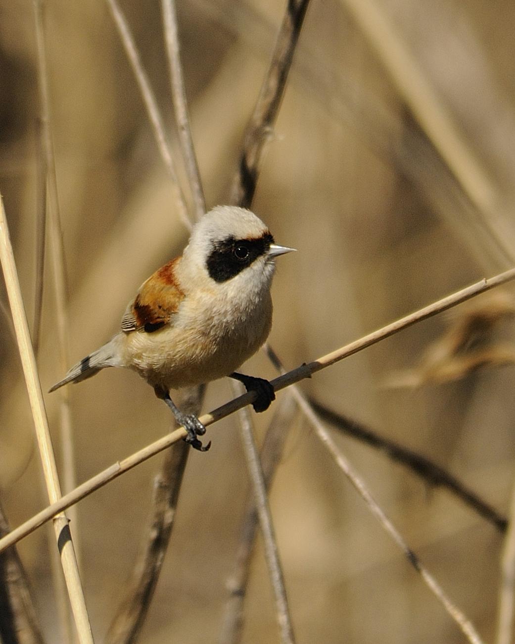 Eurasian Penduline-Tit Photo by Andres Rios