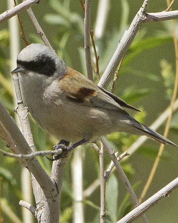 White-crowned Penduline-Tit Photo by John Oates