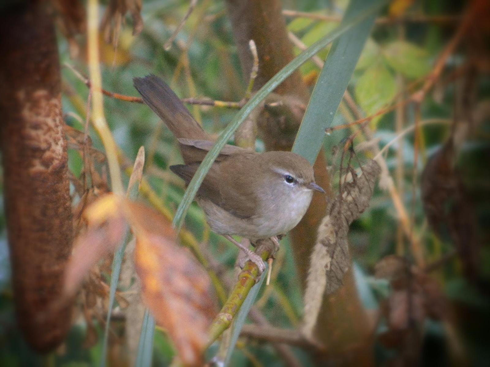 Cetti's Warbler Photo by Tino Fernandez