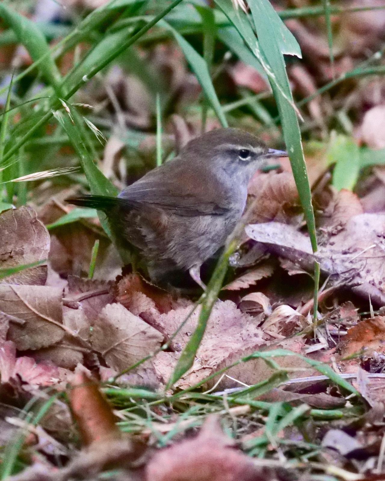 Cetti's Warbler Photo by Steve Percival