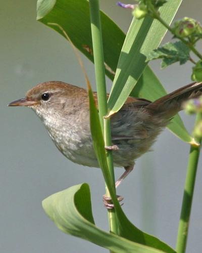 Cetti's Warbler Photo by Stephen Daly