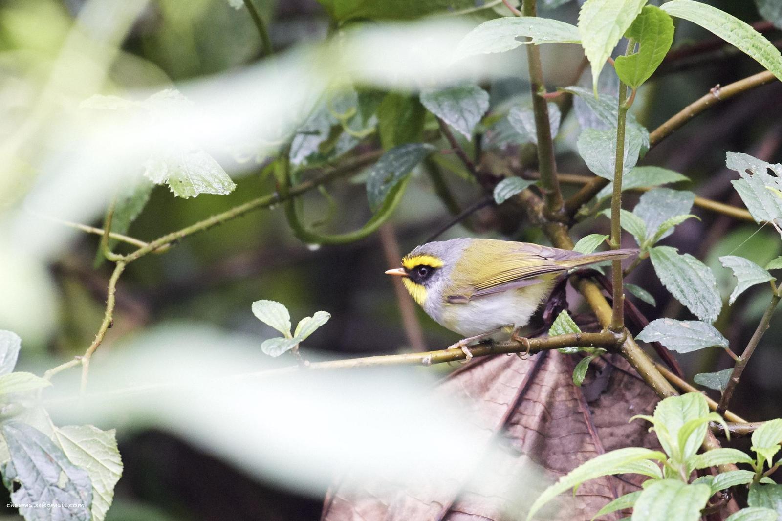 Black-faced Warbler Photo by Simepreet Cheema