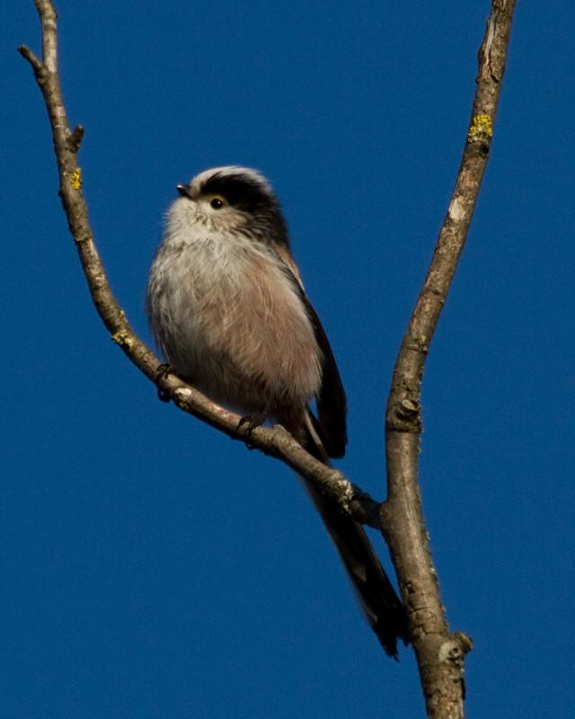 Long-tailed Tit Photo by Natalie Raeber