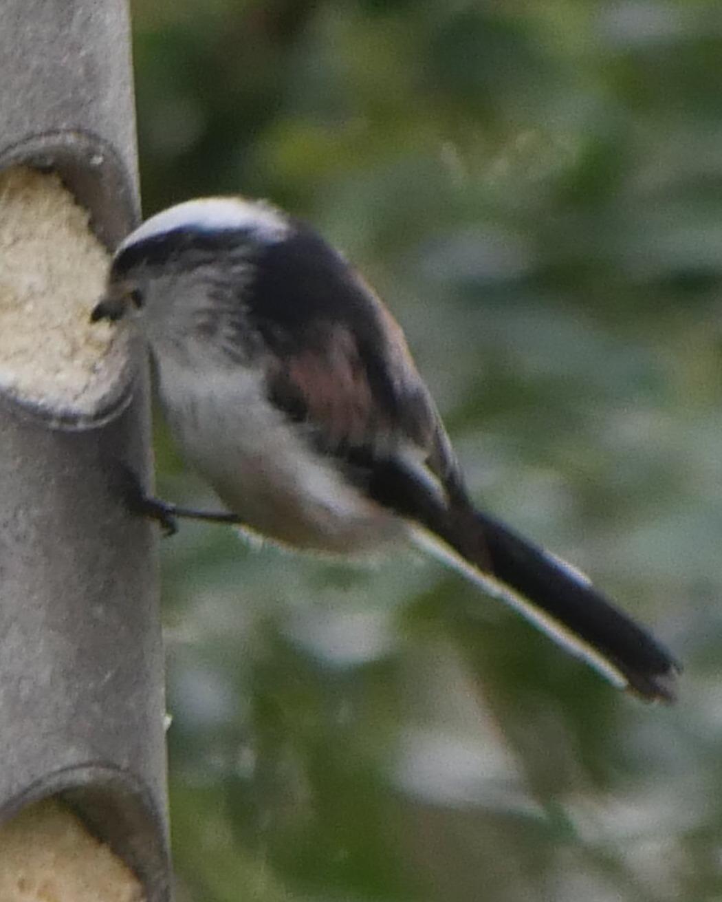 Long-tailed Tit Photo by Peter Lowe