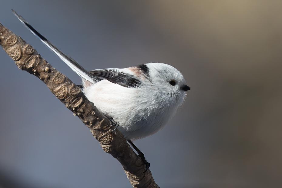 Long-tailed Tit Photo by Julie Edgley