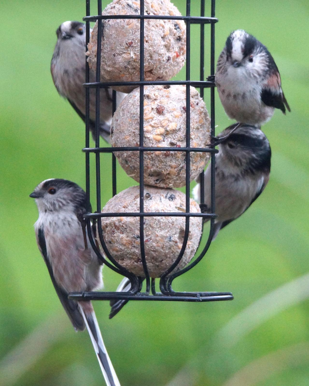 Long-tailed Tit Photo by Steve Percival