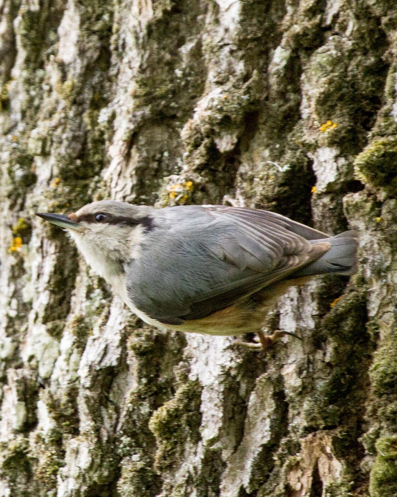 Eurasian Nuthatch Photo by Robert Lewis