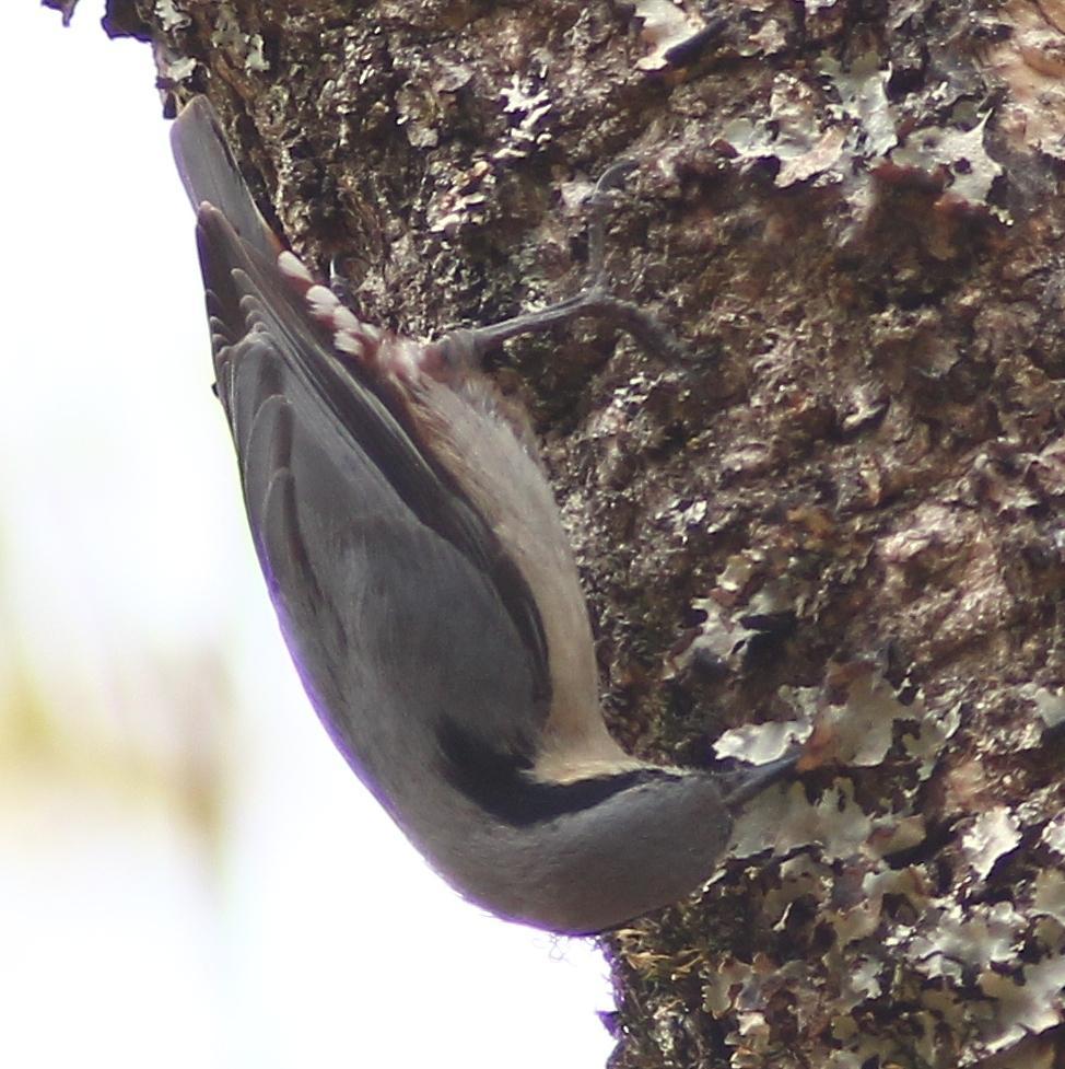 Chestnut-vented Nuthatch Photo by Lee Harding