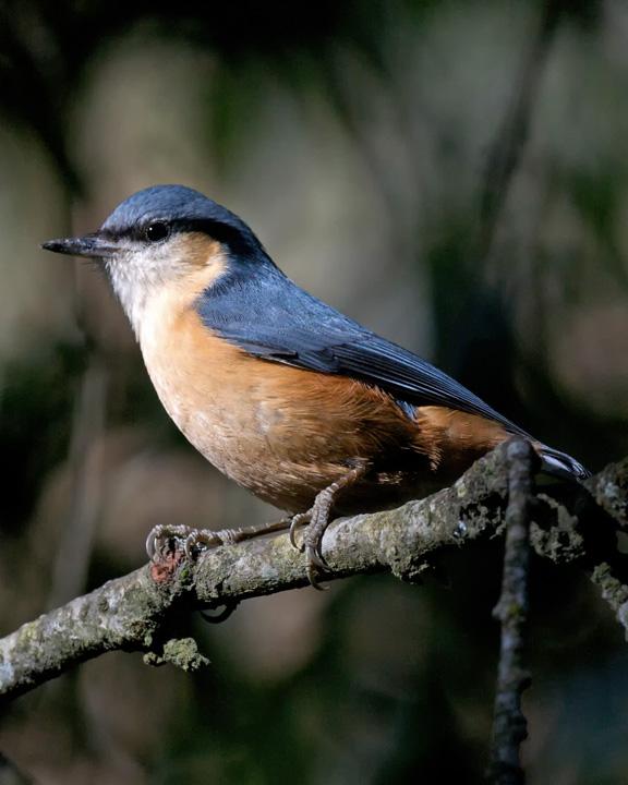 White-tailed Nuthatch Photo by David Bishop
