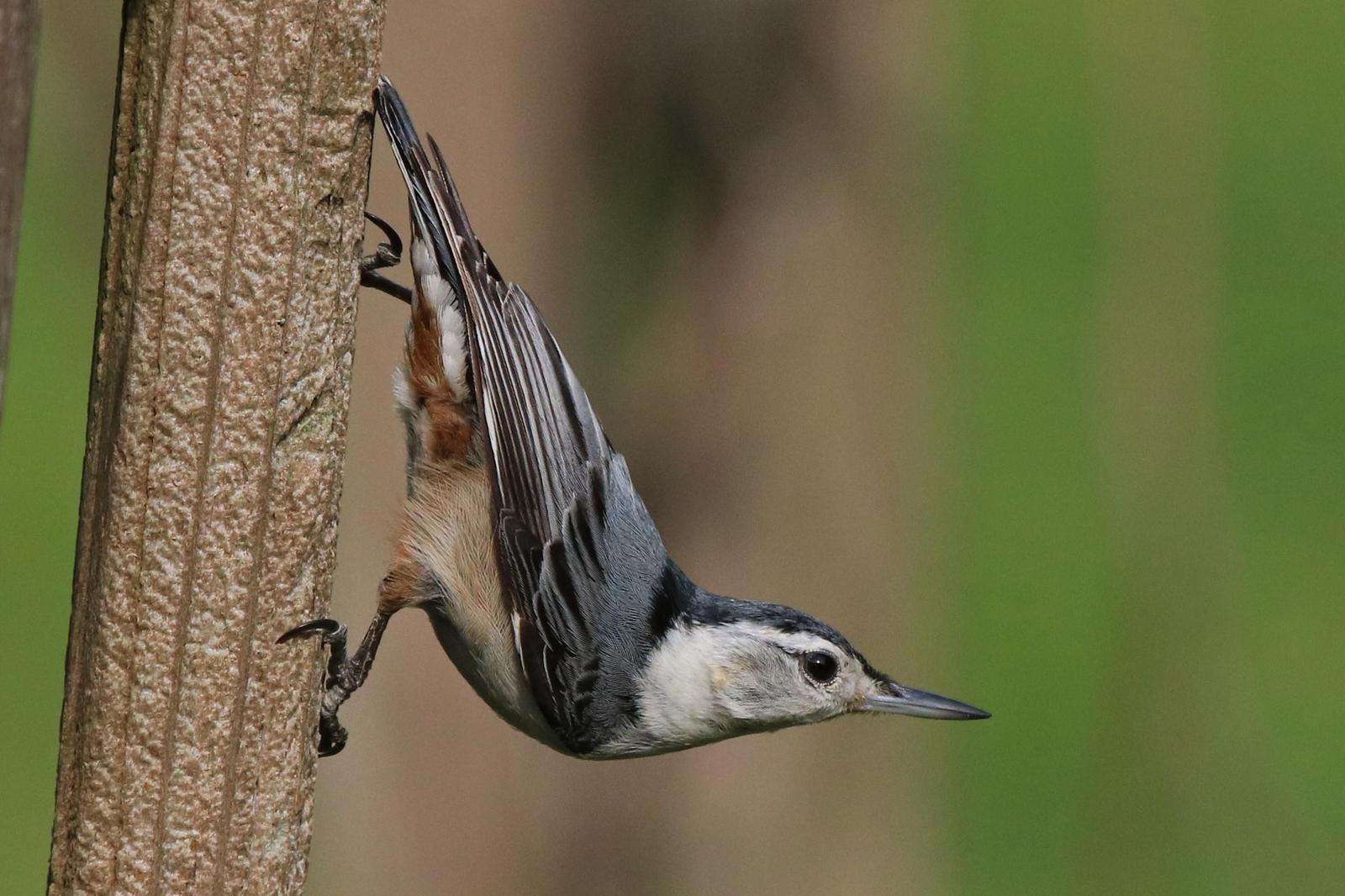 White-browed Nuthatch Photo by Kristy Baker