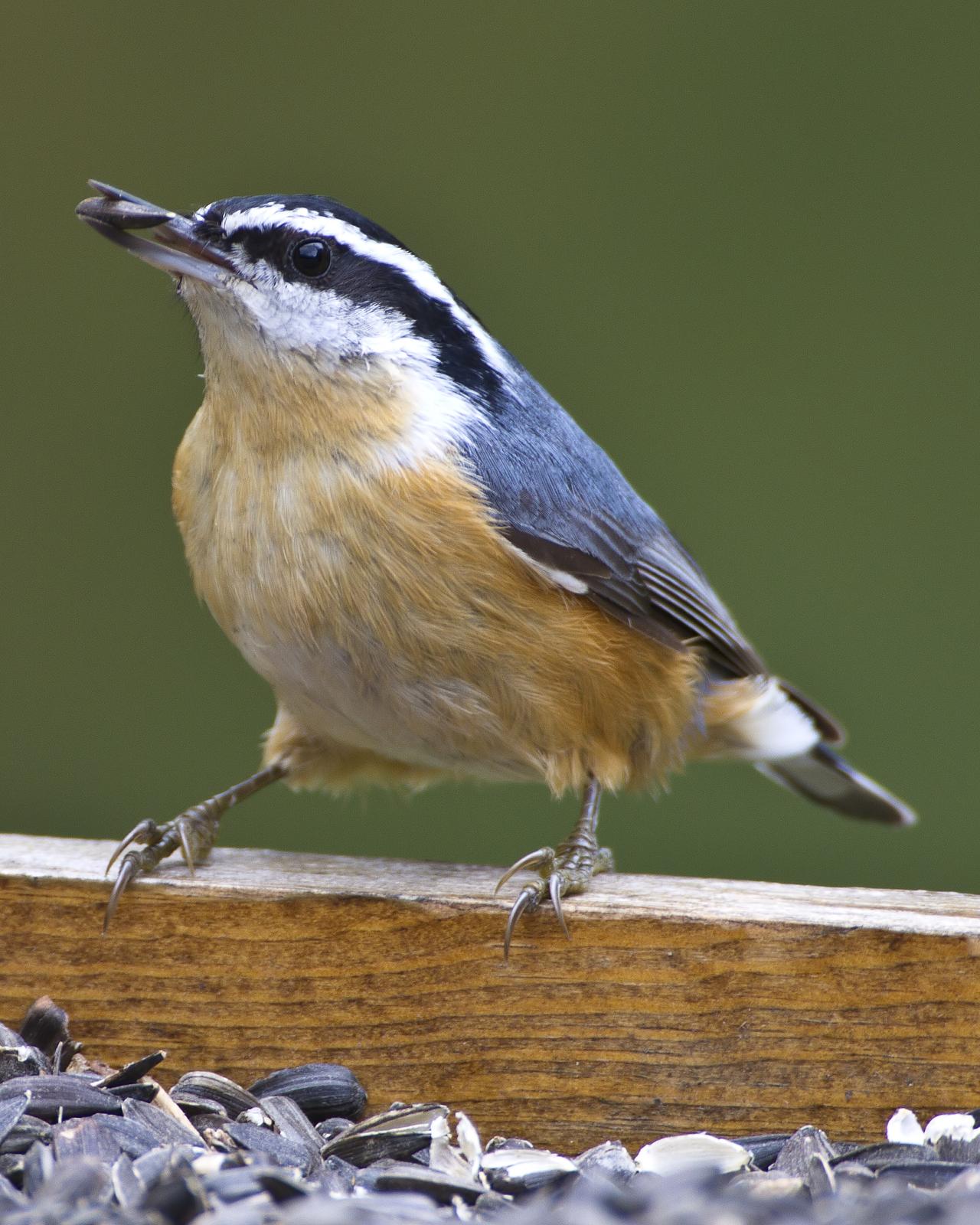 Red-breasted Nuthatch Photo by Bill Adams