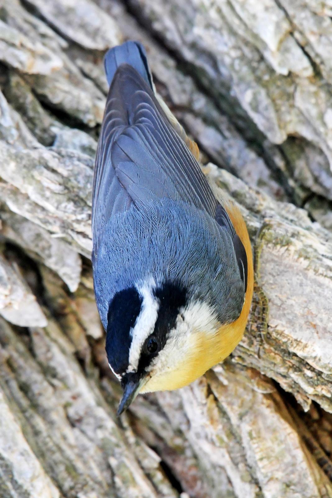 Red-breasted Nuthatch Photo by Steven Mlodinow