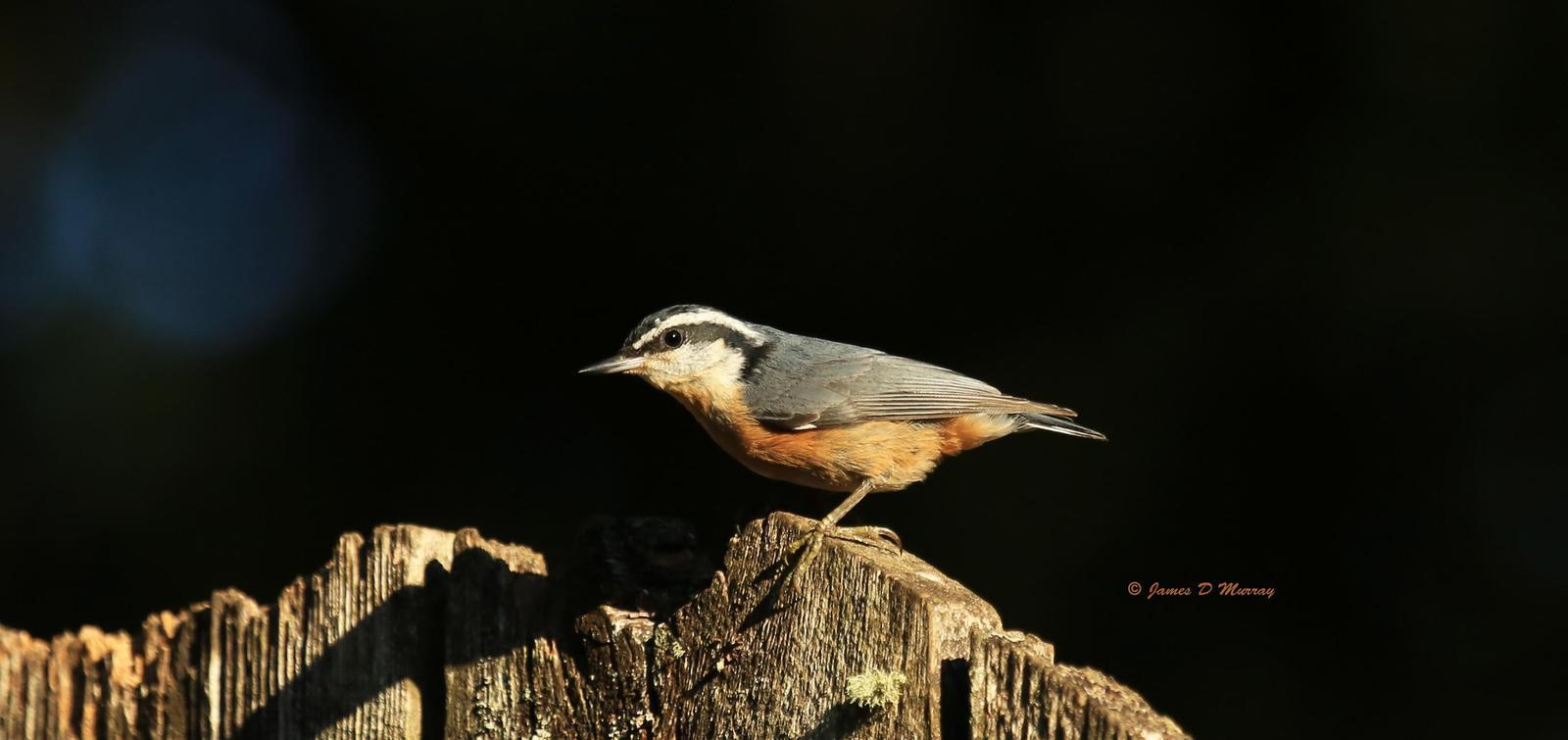 Red-breasted Nuthatch Photo by Jim  Murray