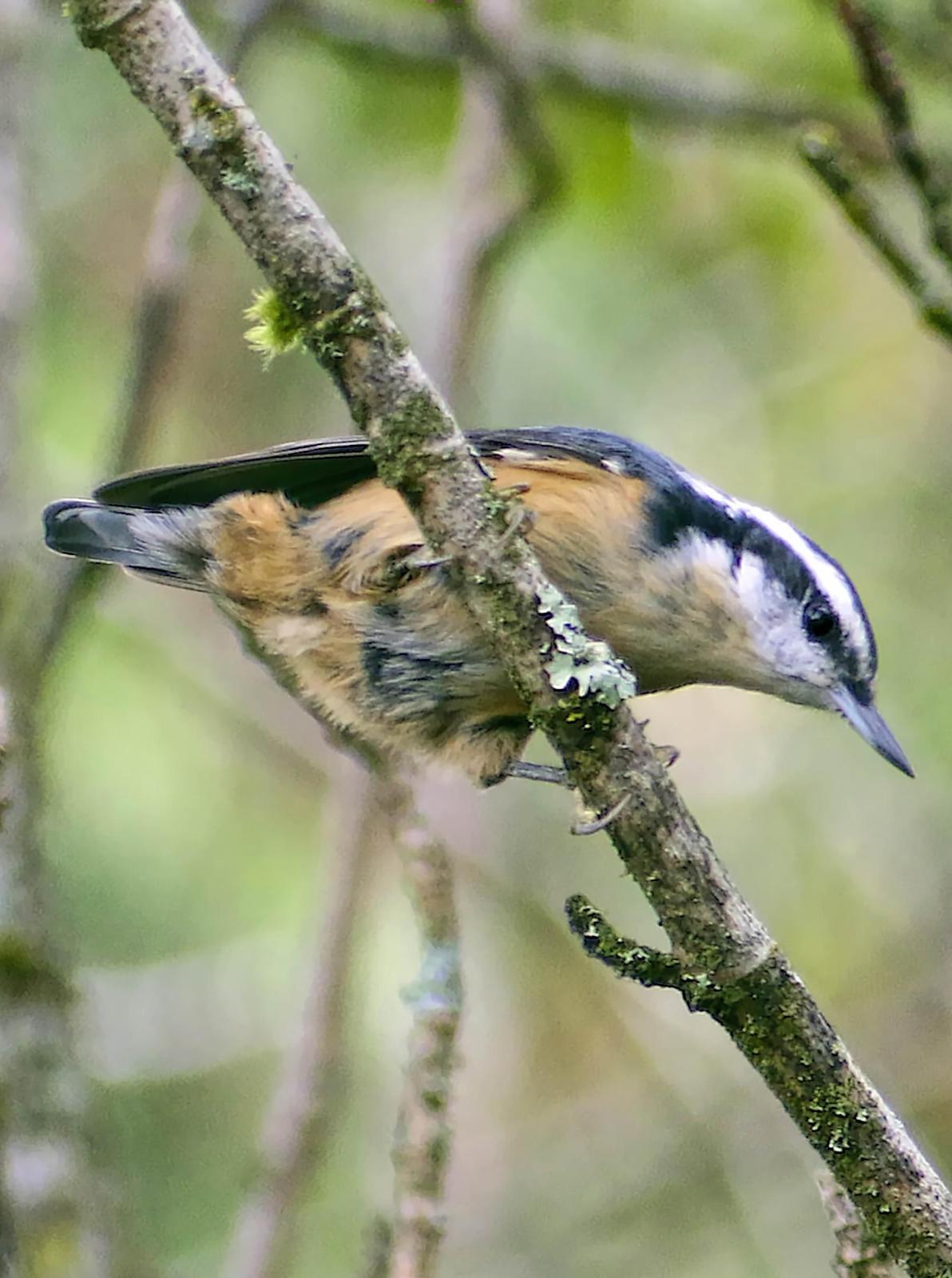 Red-breasted Nuthatch Photo by Dan Tallman