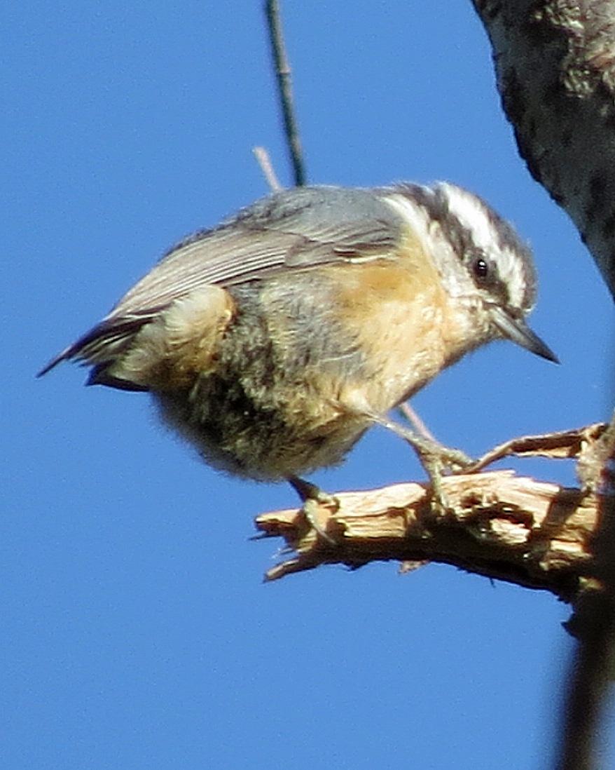 Red-breasted Nuthatch Photo by Kelly Preheim