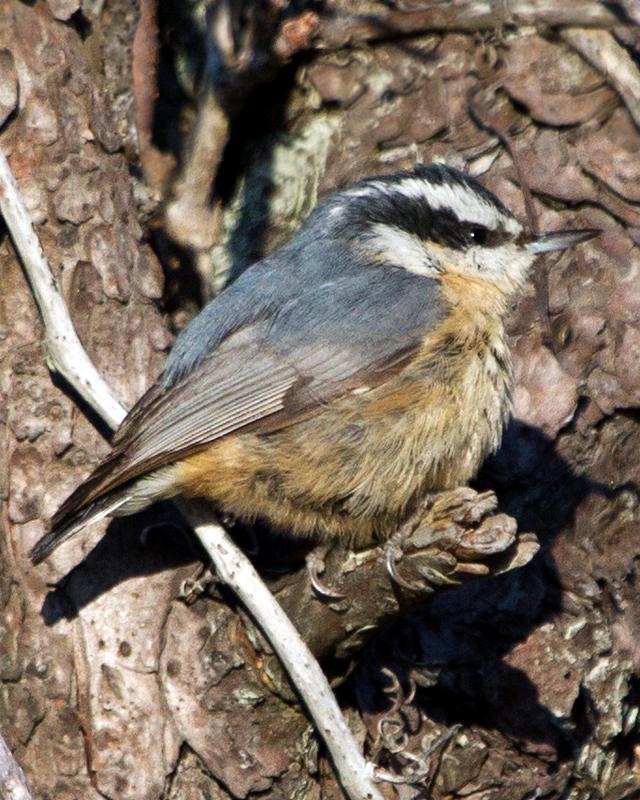 Red-breasted Nuthatch Photo by Ashley Bradford