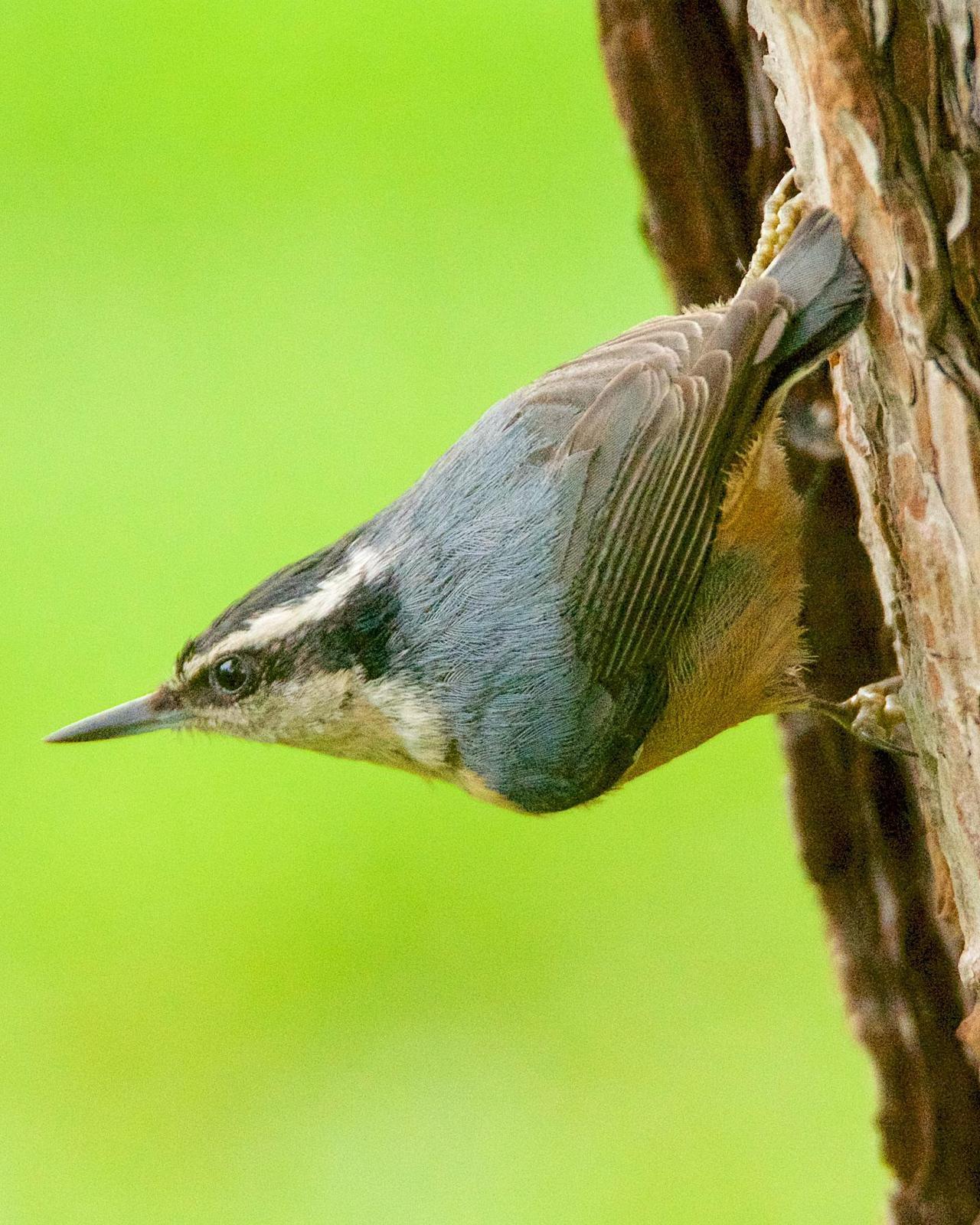 Red-breasted Nuthatch Photo by Brian Avent