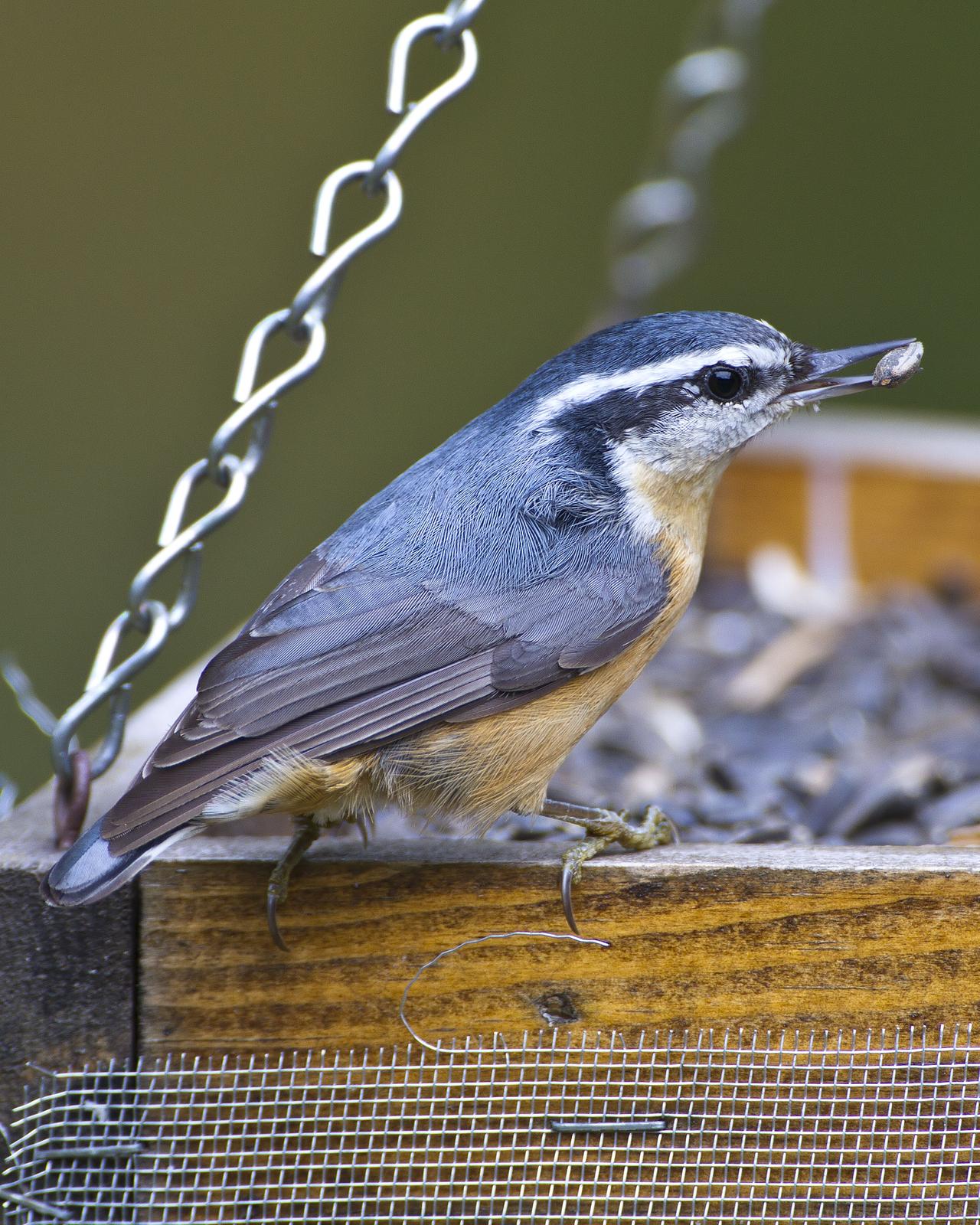 Red-breasted Nuthatch Photo by Bill Adams