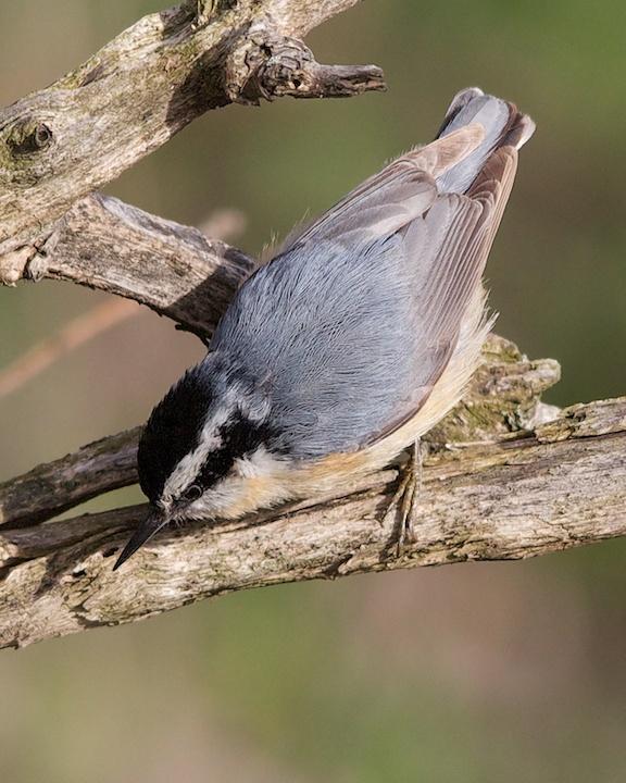 Red-breasted Nuthatch Photo by Denis Rivard