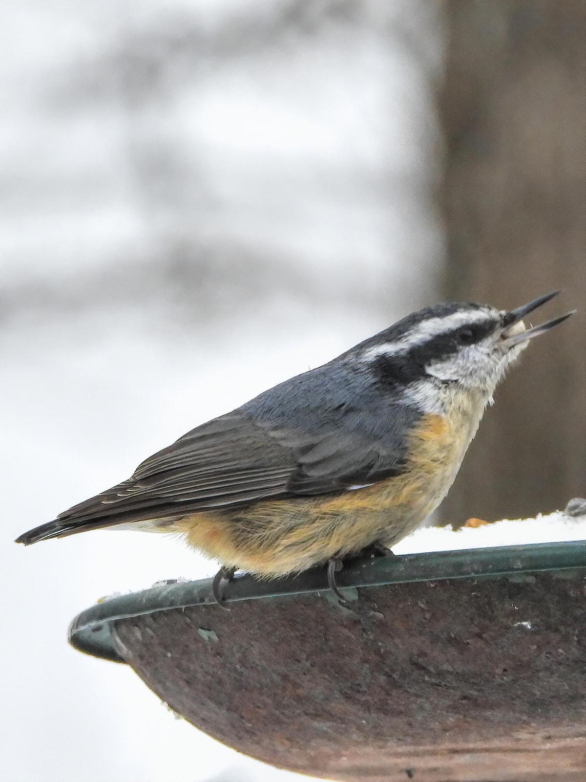 Red-breasted Nuthatch Photo by Dan Tallman