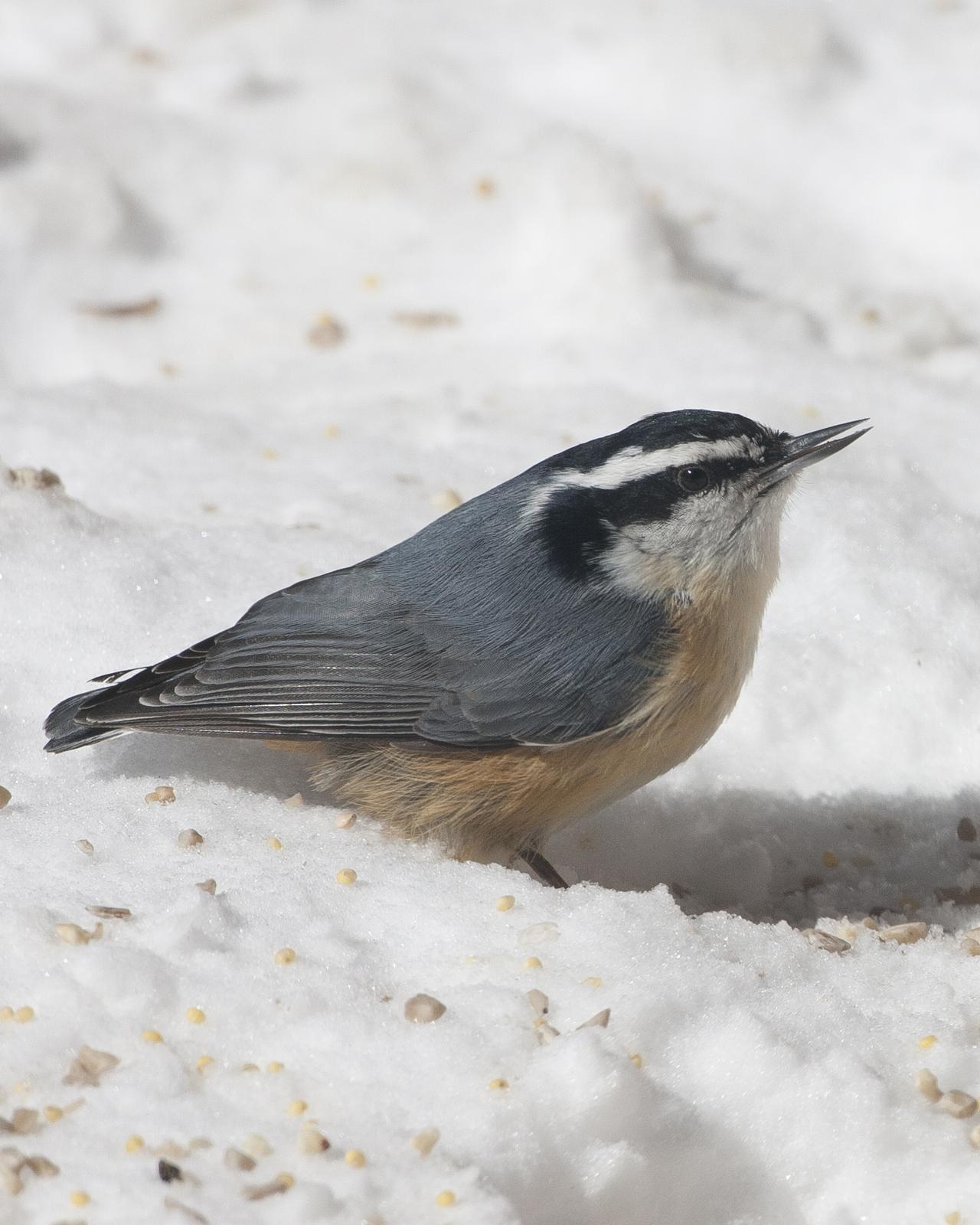 Red-breasted Nuthatch Photo by Jeff Moore