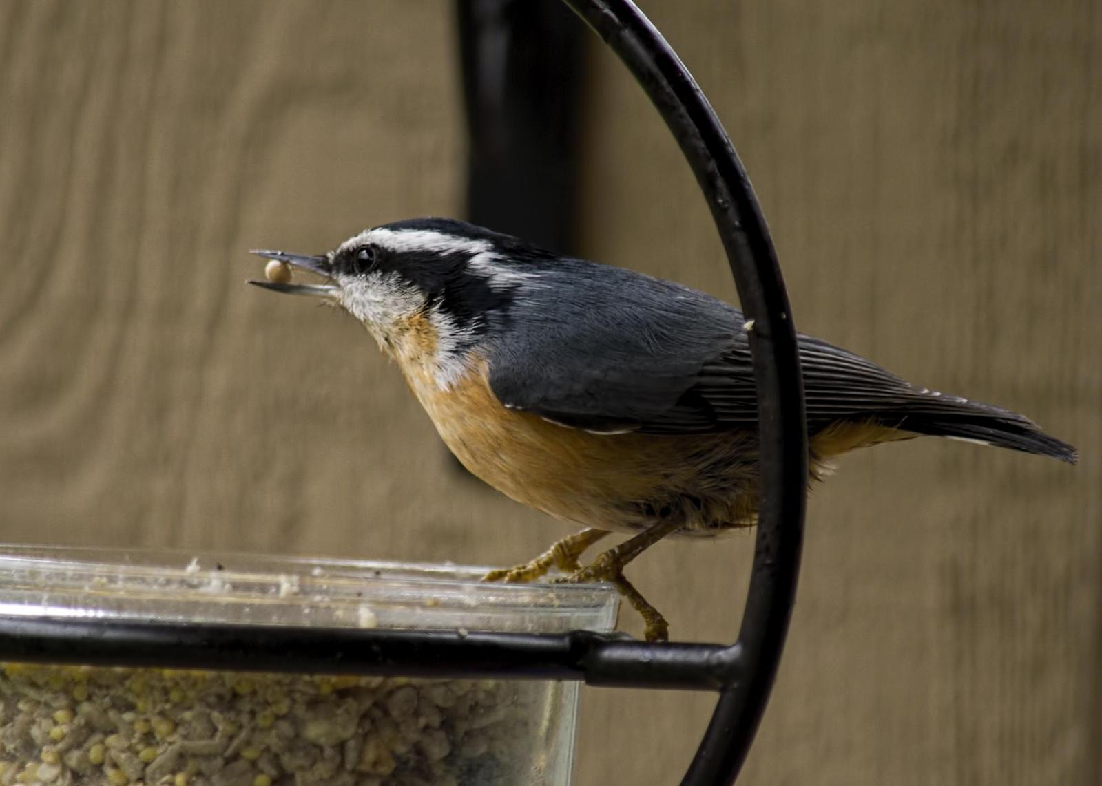 Red-breasted Nuthatch Photo by Tracy Patterson