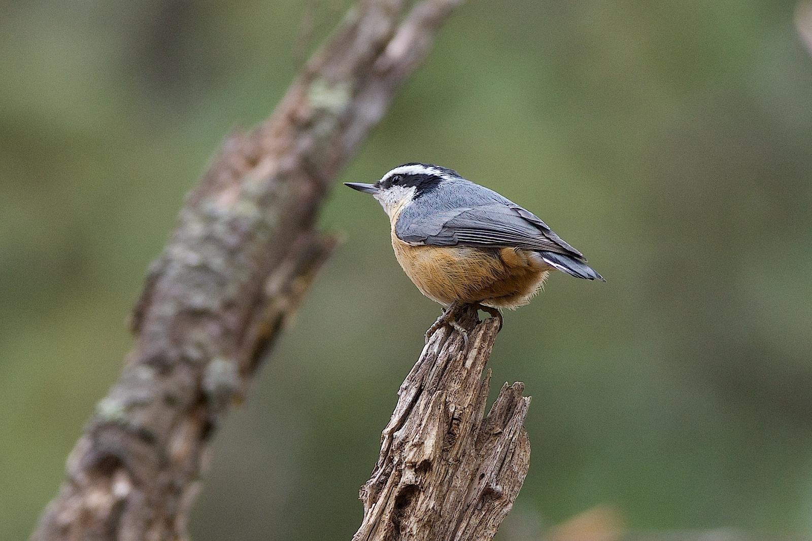 Red-breasted Nuthatch Photo by Gerald Hoekstra