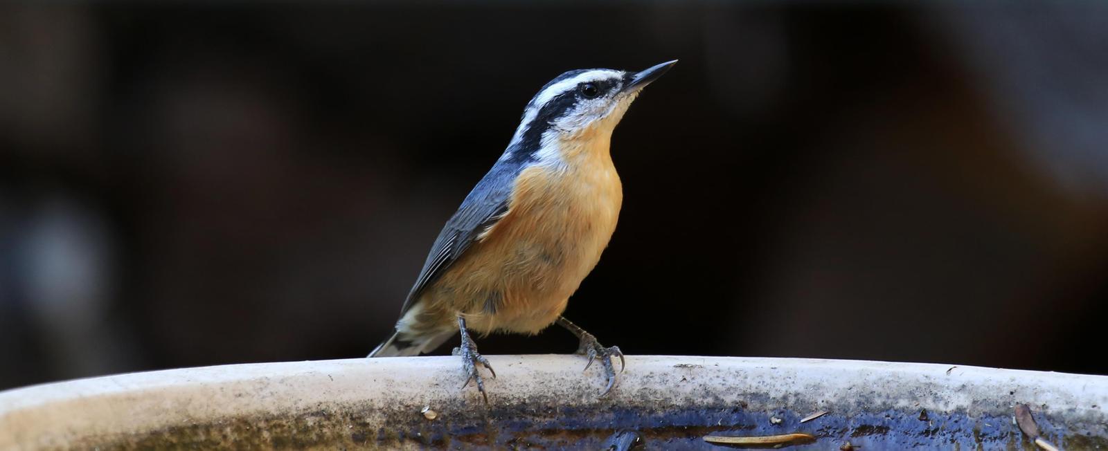 Red-breasted Nuthatch Photo by Jim  Murray