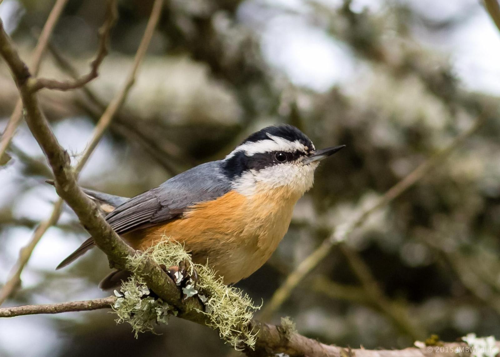 Red-breasted Nuthatch Photo by Jeff Bray