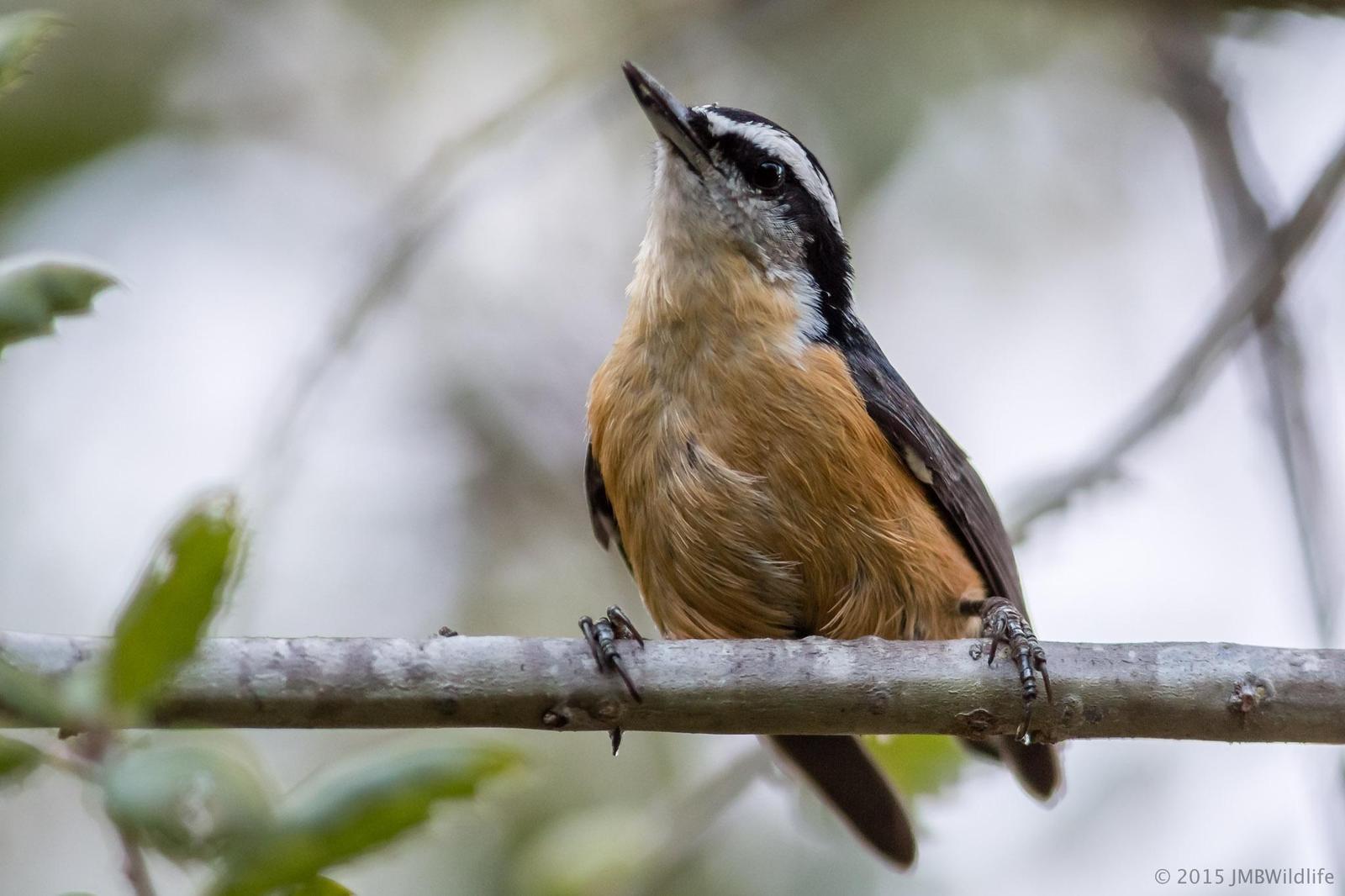 Red-breasted Nuthatch Photo by Jeff Bray