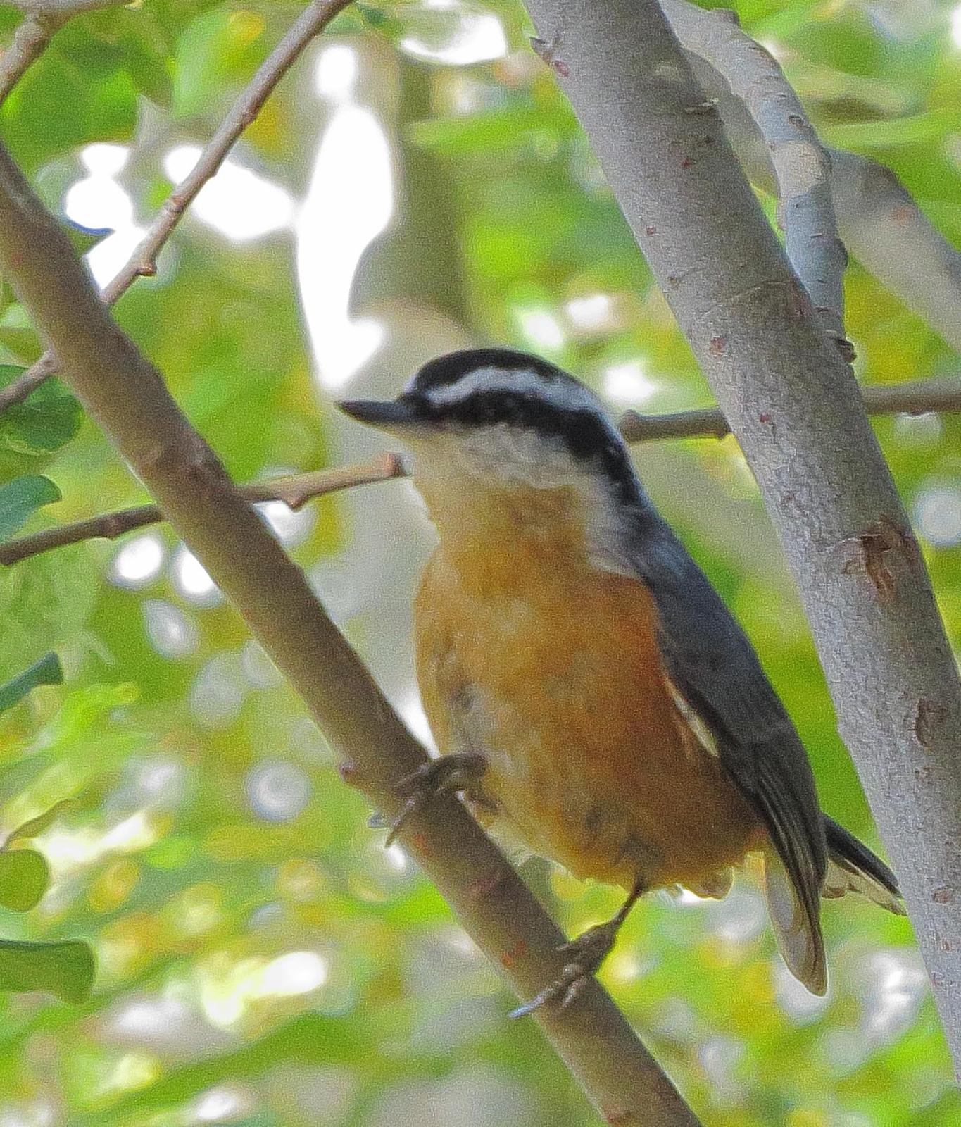 Red-breasted Nuthatch Photo by Kent Jensen