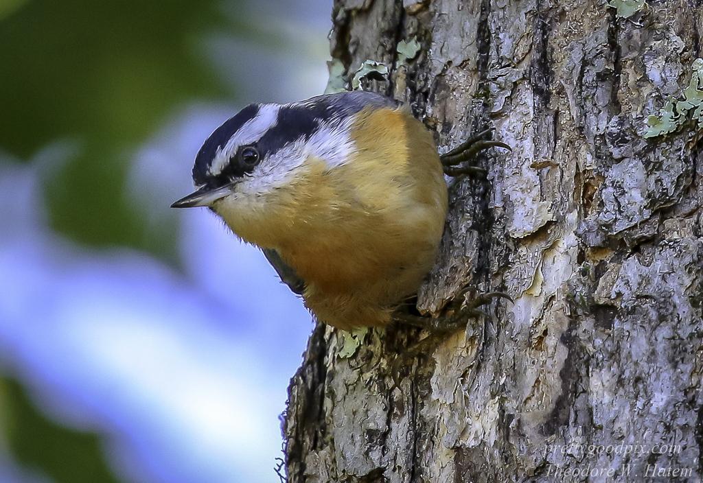 Red-breasted Nuthatch Photo by Theodore W.  Hatem