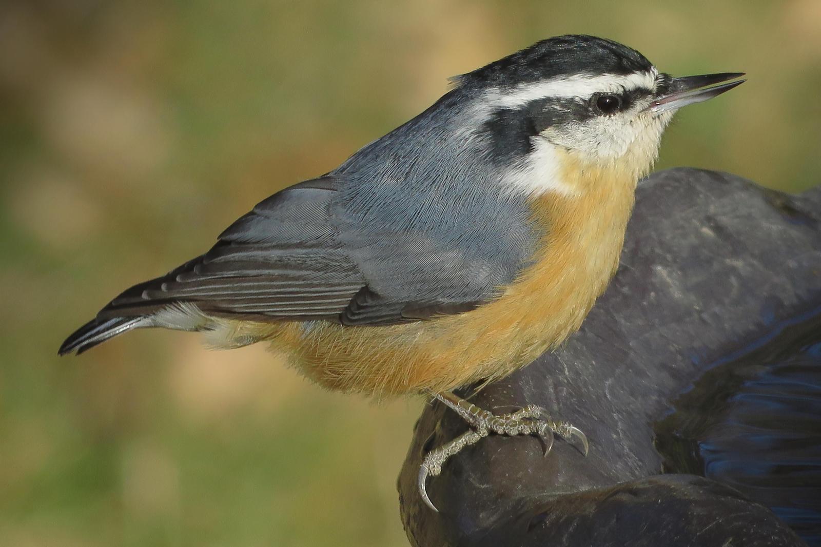 Red-breasted Nuthatch Photo by Bob Neugebauer