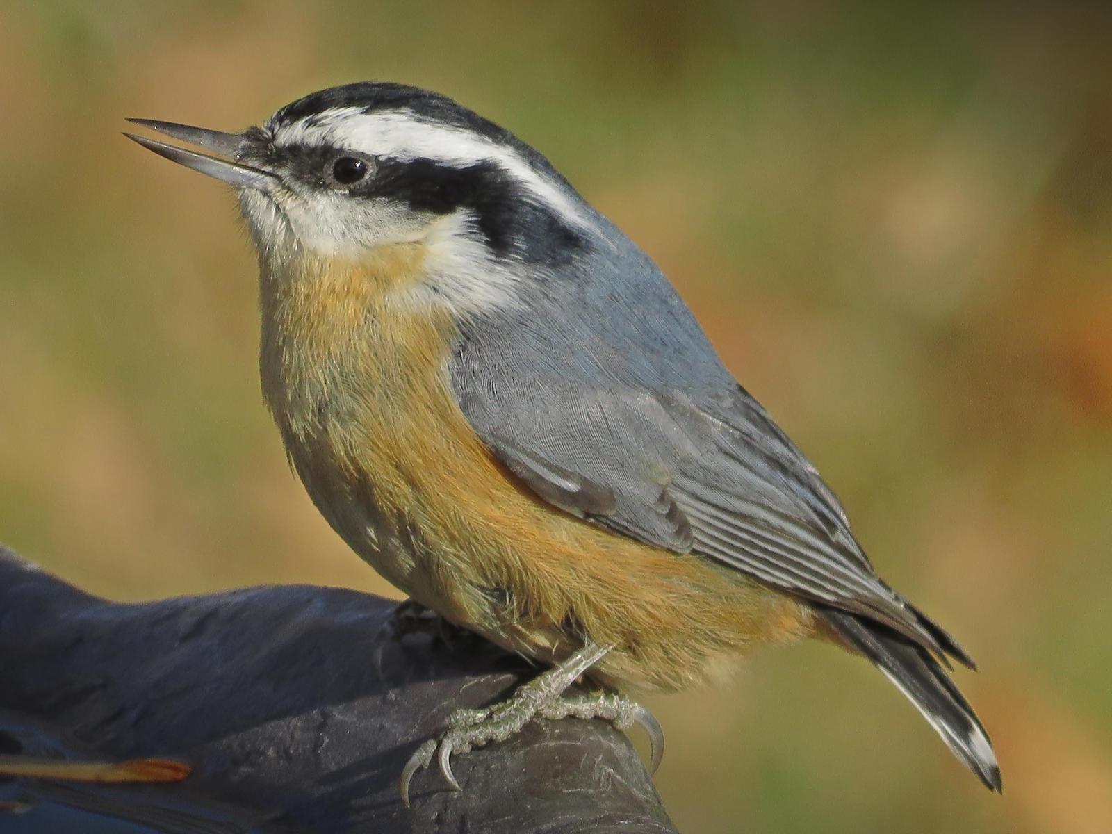 Red-breasted Nuthatch Photo by Bob Neugebauer