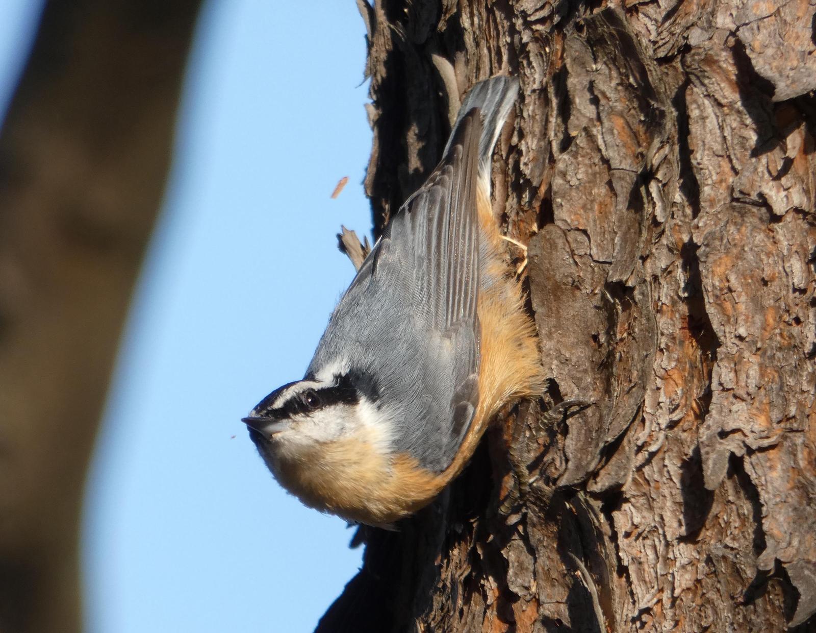 Red-breasted Nuthatch Photo by Phil Ryan
