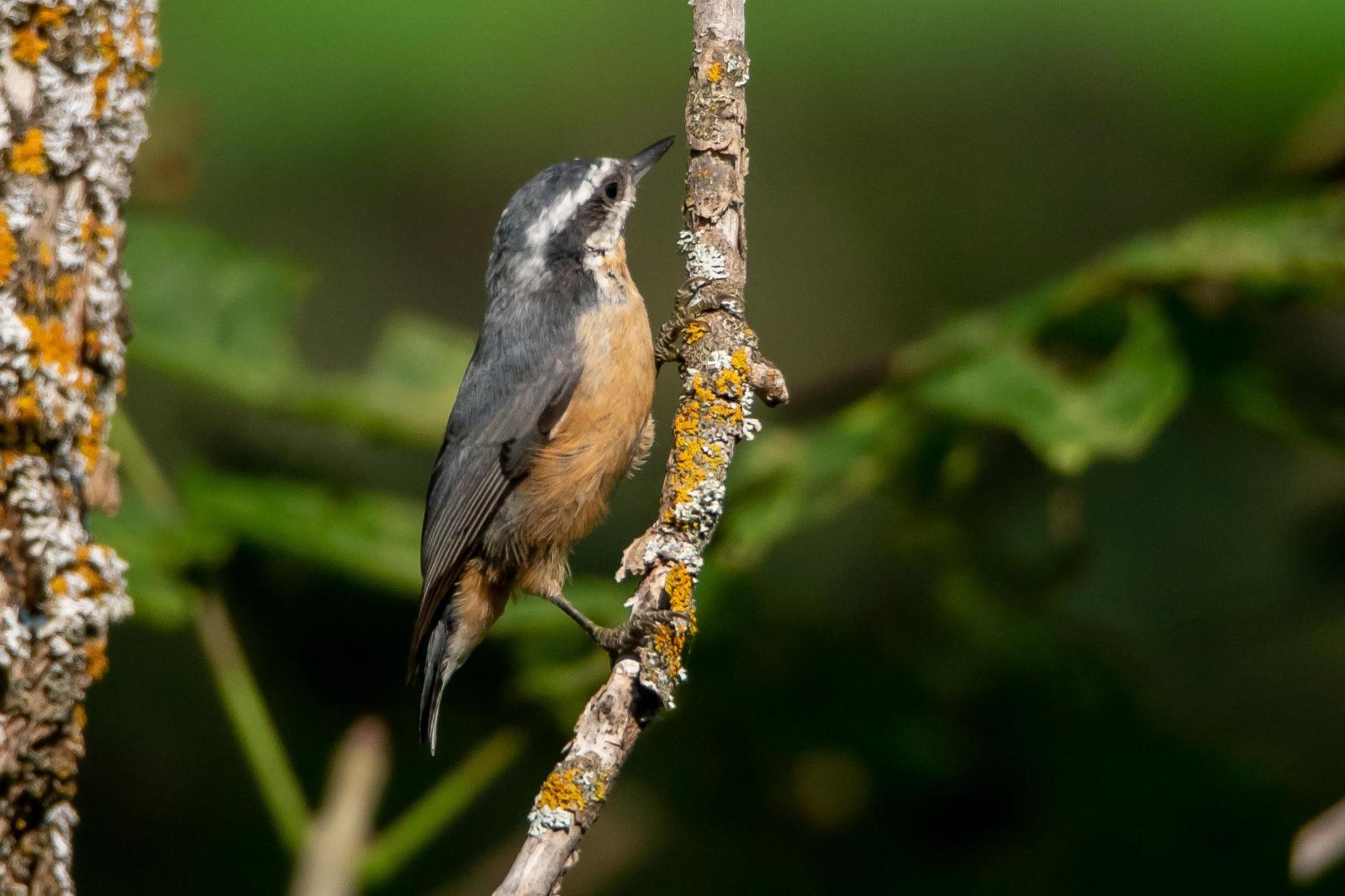 Red-breasted Nuthatch Photo by Gerald Hoekstra
