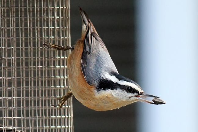 Red-breasted Nuthatch Photo by Kelly Lenihan