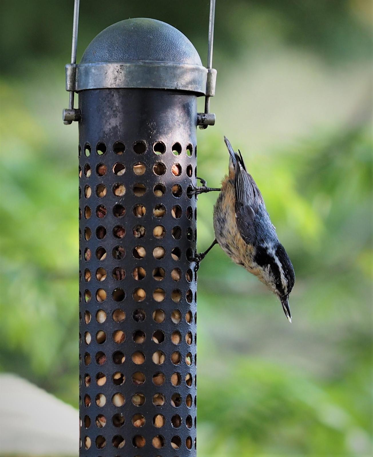 Red-breasted Nuthatch Photo by Colin Hill