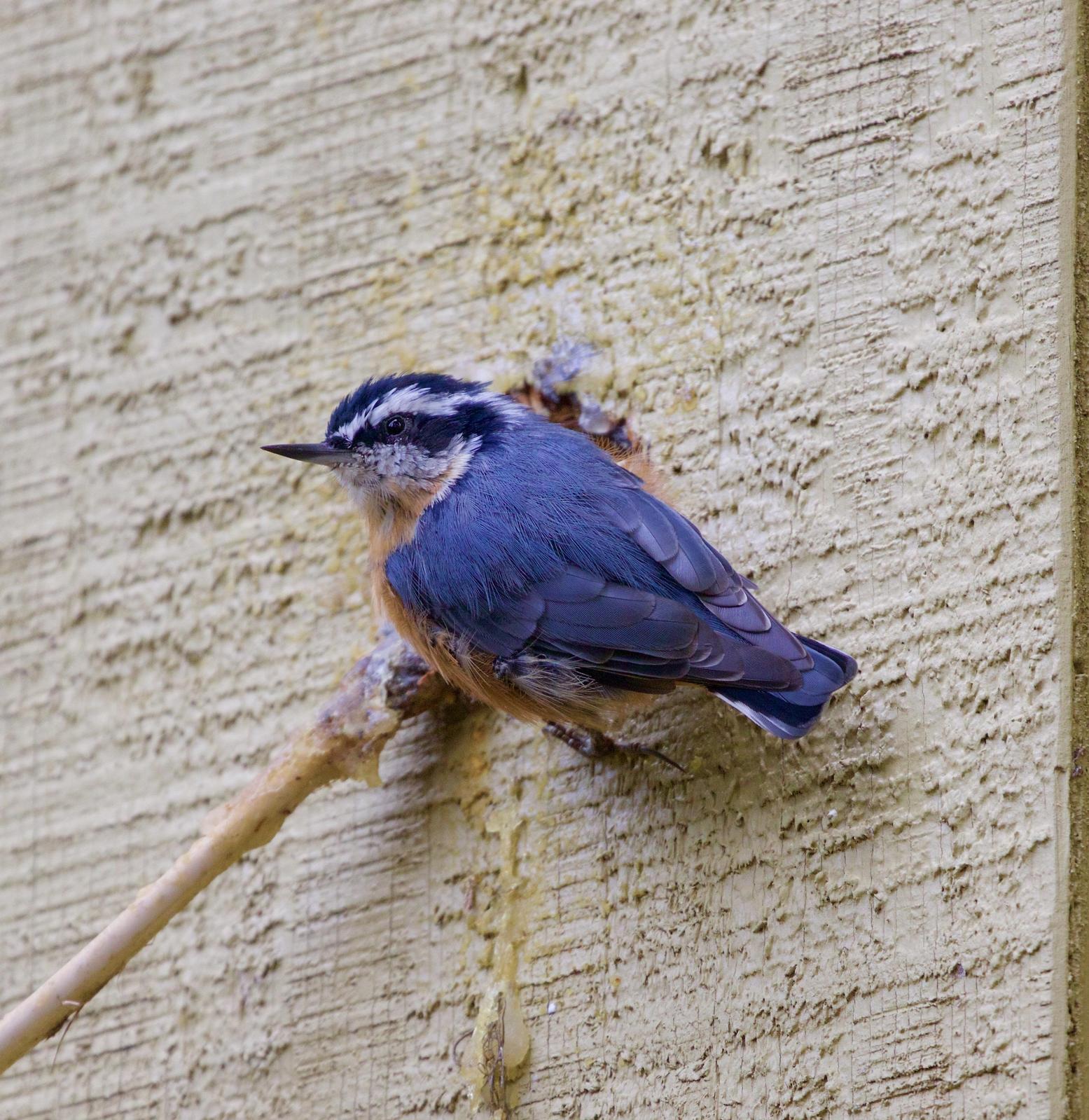 Red-breasted Nuthatch Photo by Kathryn Keith