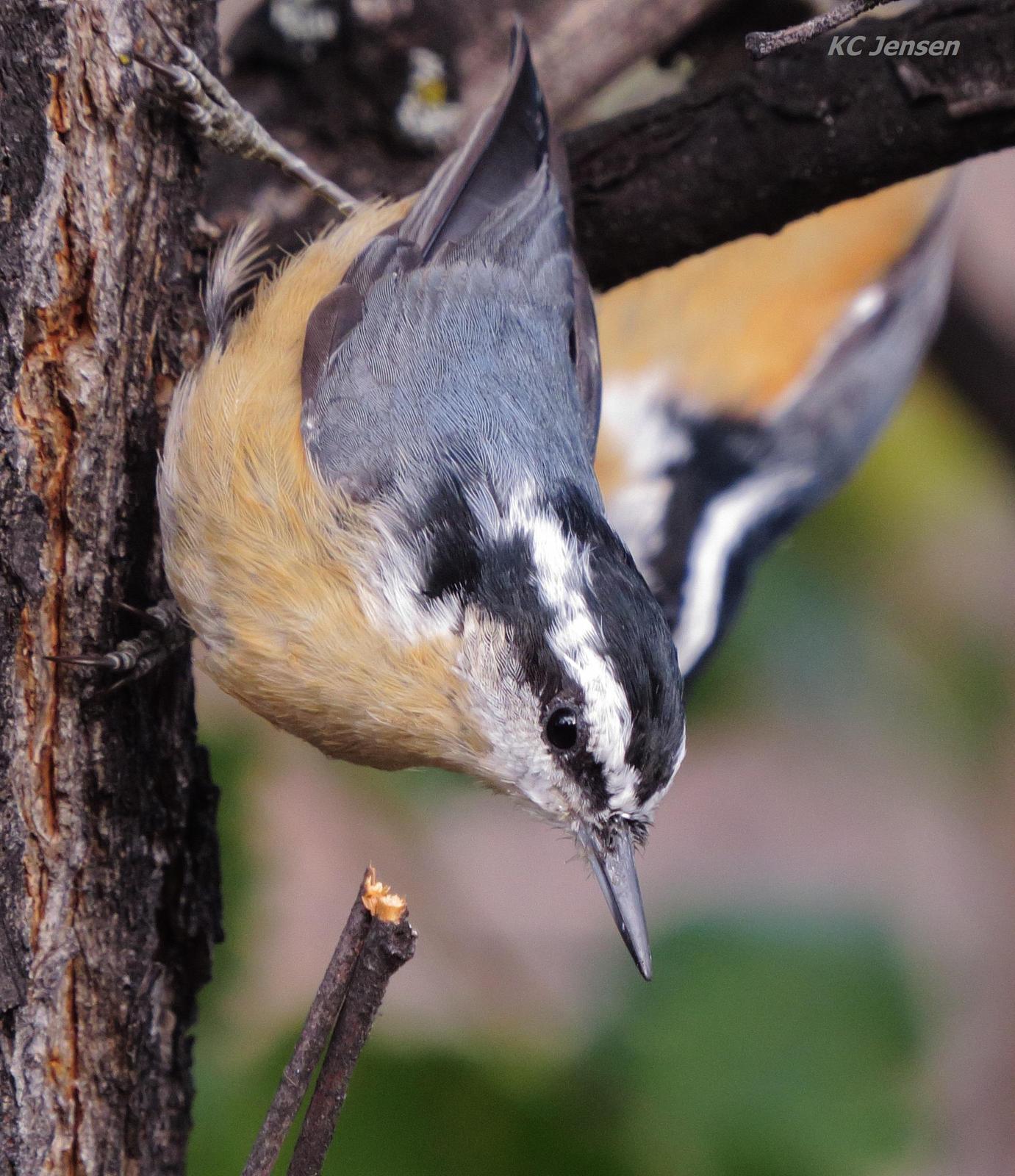 Red-breasted Nuthatch Photo by Kent Jensen