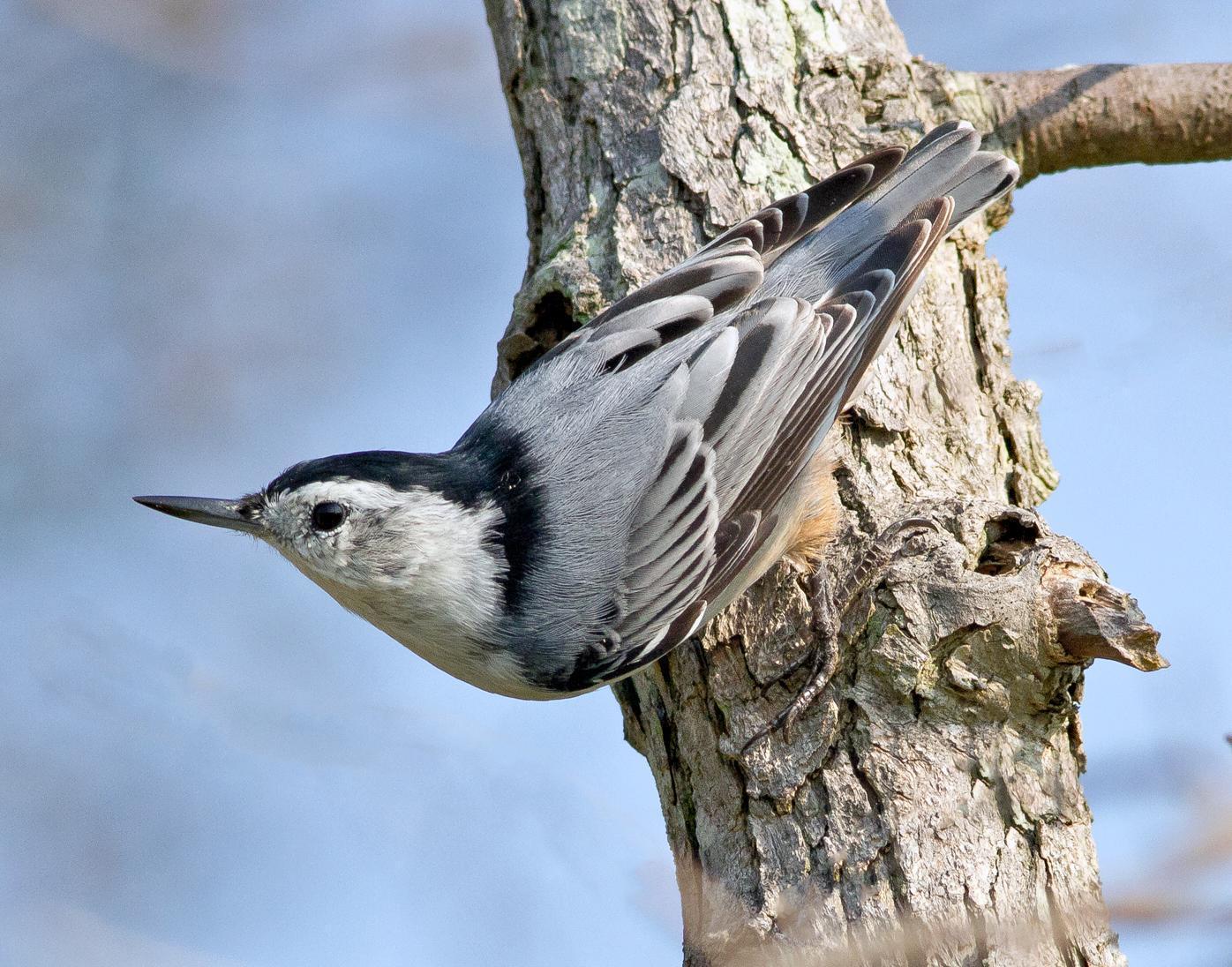 White-breasted Nuthatch Photo by Joseph Pescatore